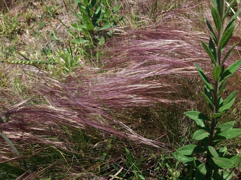 Aristida jubata photo 3