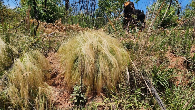 Aristida jubata photo 4
