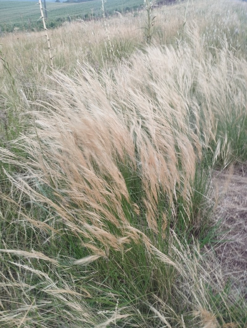 Aristida jubata photo 5
