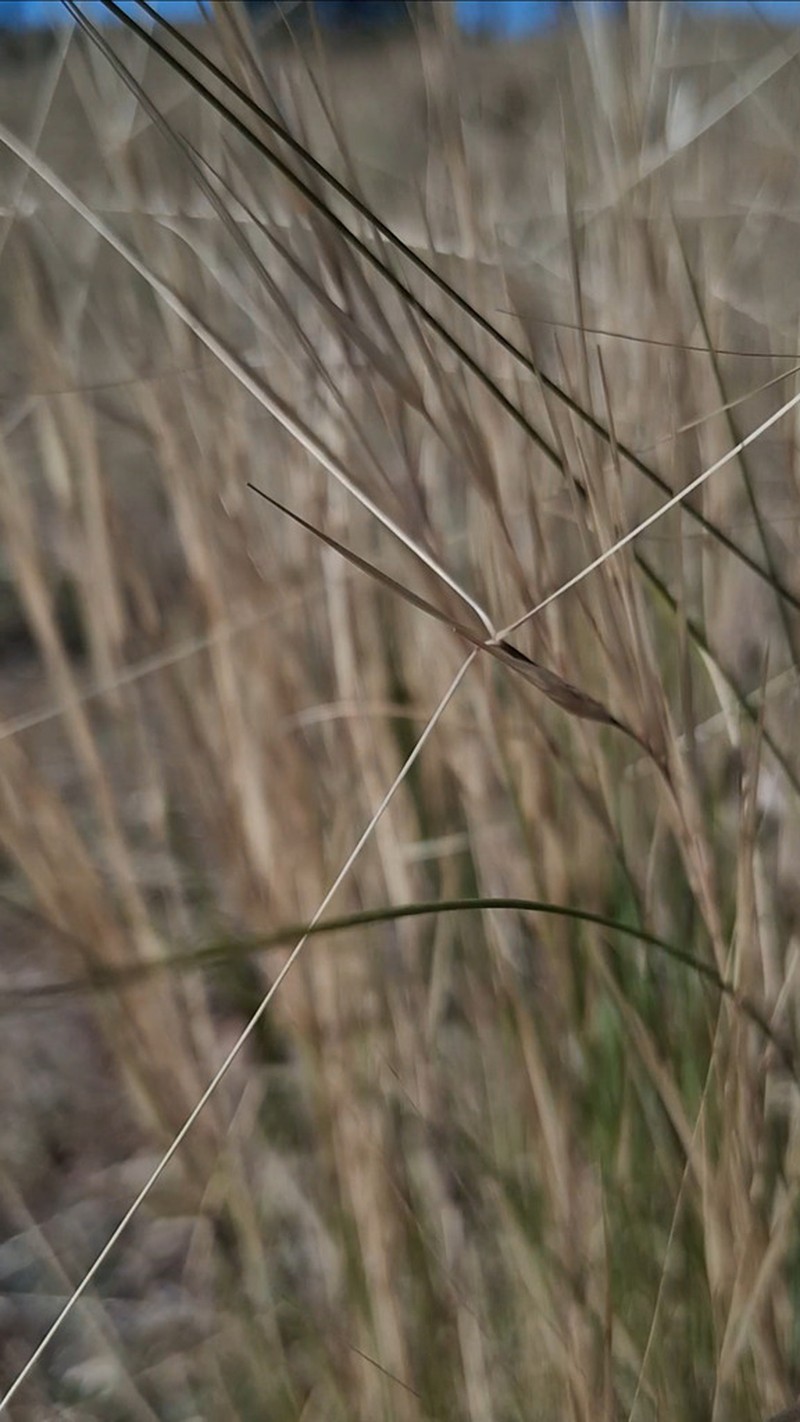 Aristida jubata photo 6