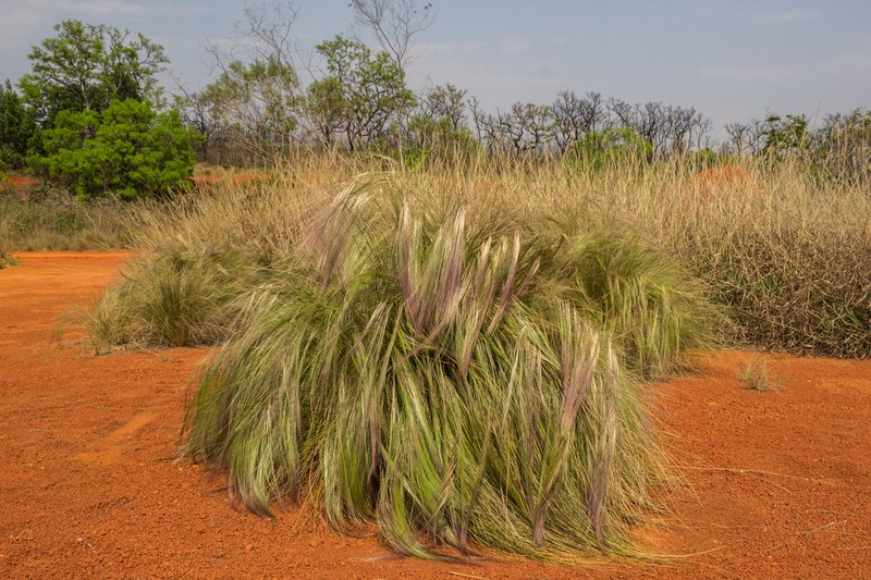 Aristida jubata photo 7