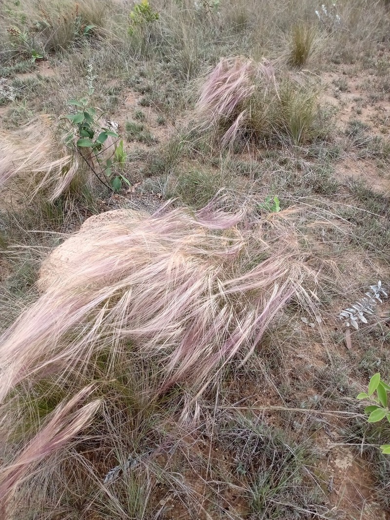 Aristida jubata photo 8