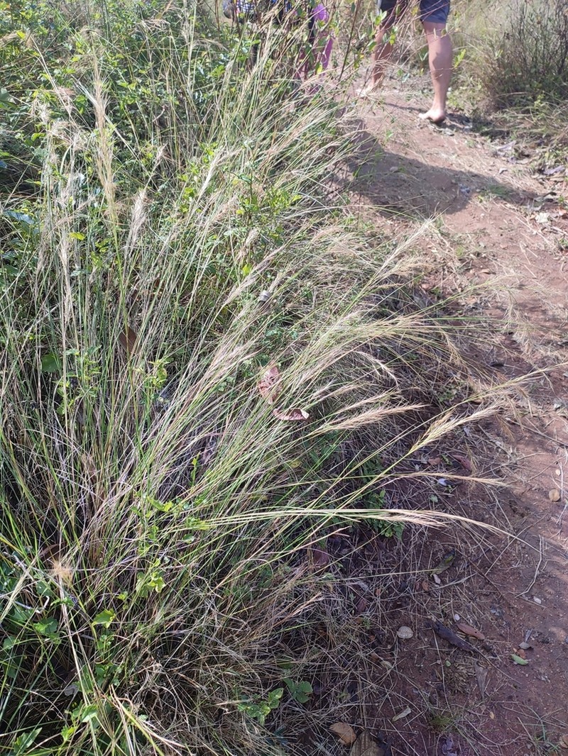 Aristida junciformis
