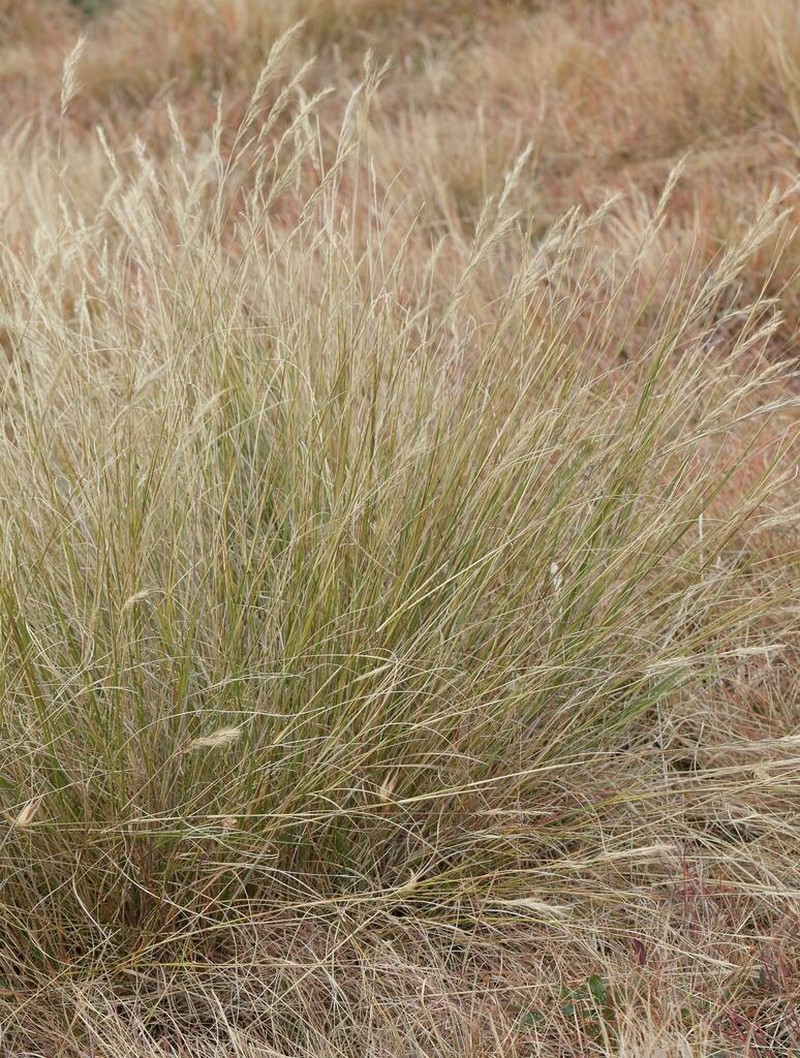 Aristida junciformis photo 2