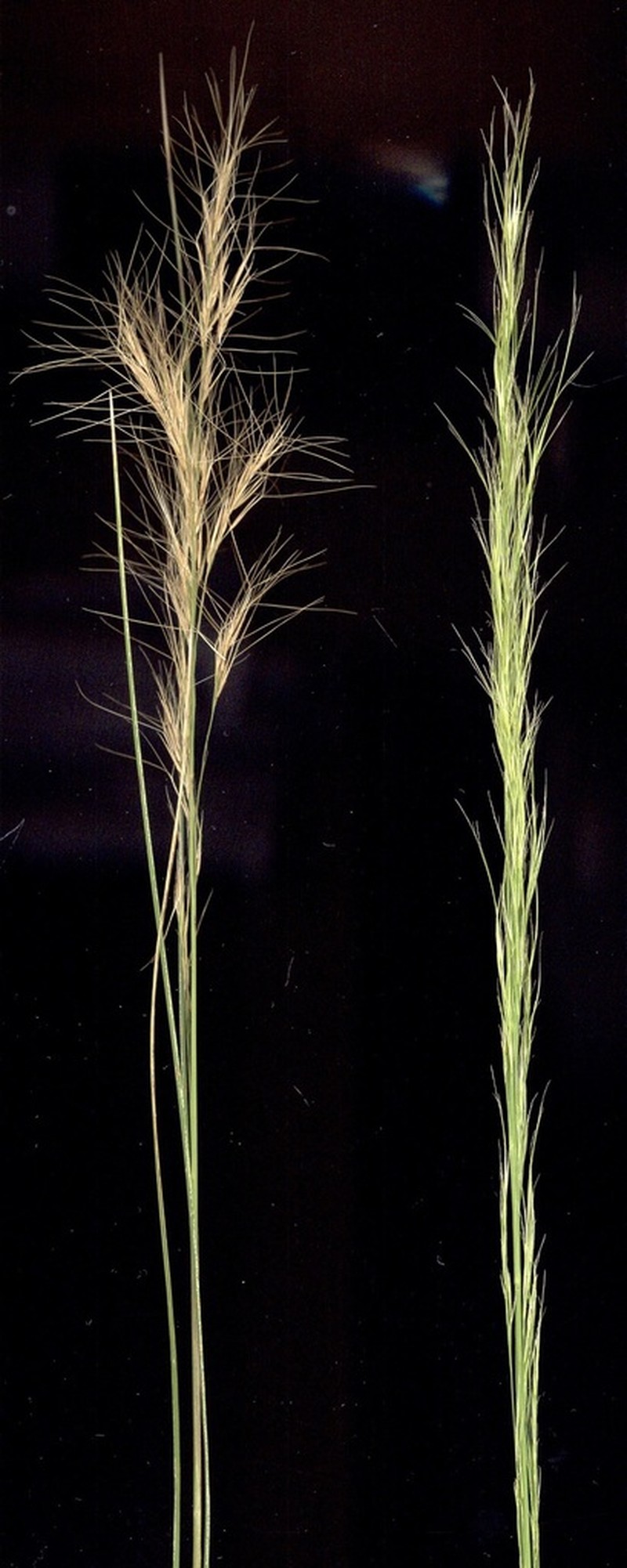 Aristida junciformis photo 3