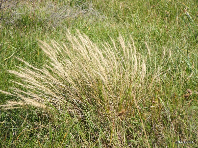 Aristida junciformis photo 4
