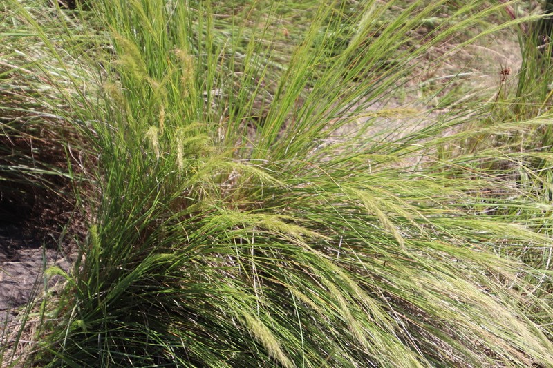 Aristida junciformis photo 5