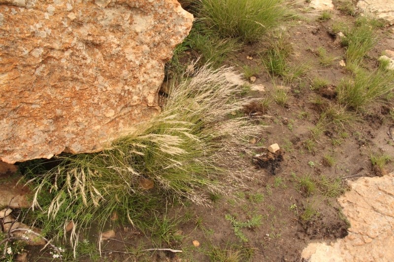 Aristida junciformis photo 6