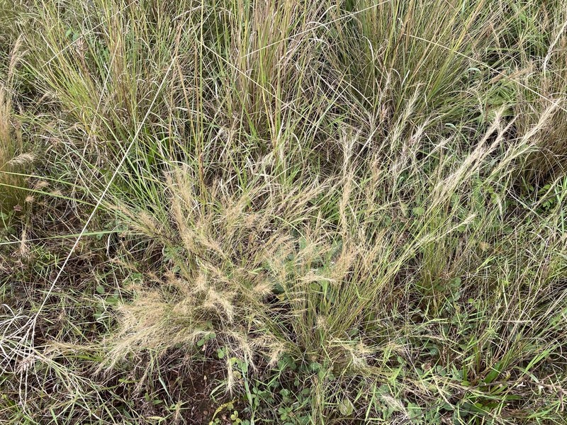 Aristida junciformis photo 7