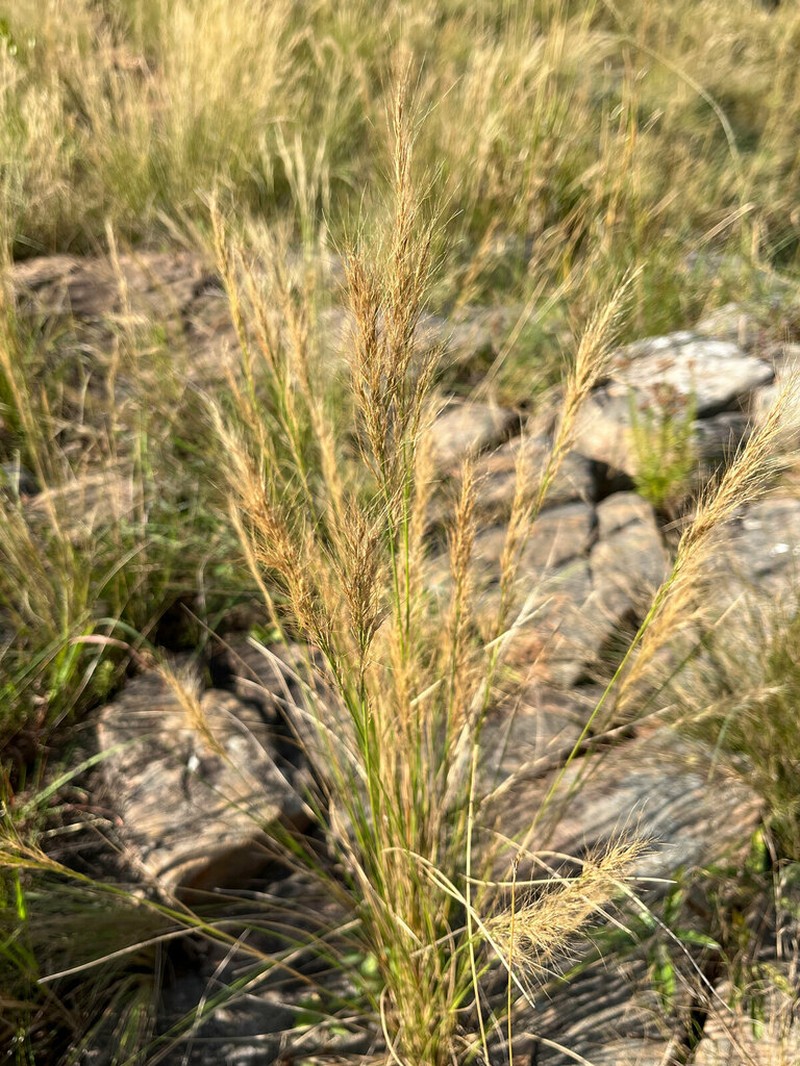 Aristida junciformis photo 8
