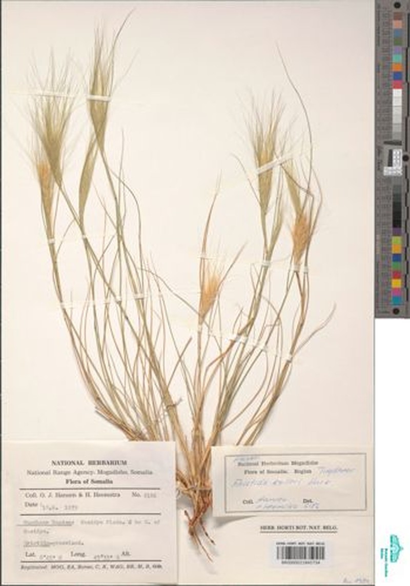 Aristida kelleri