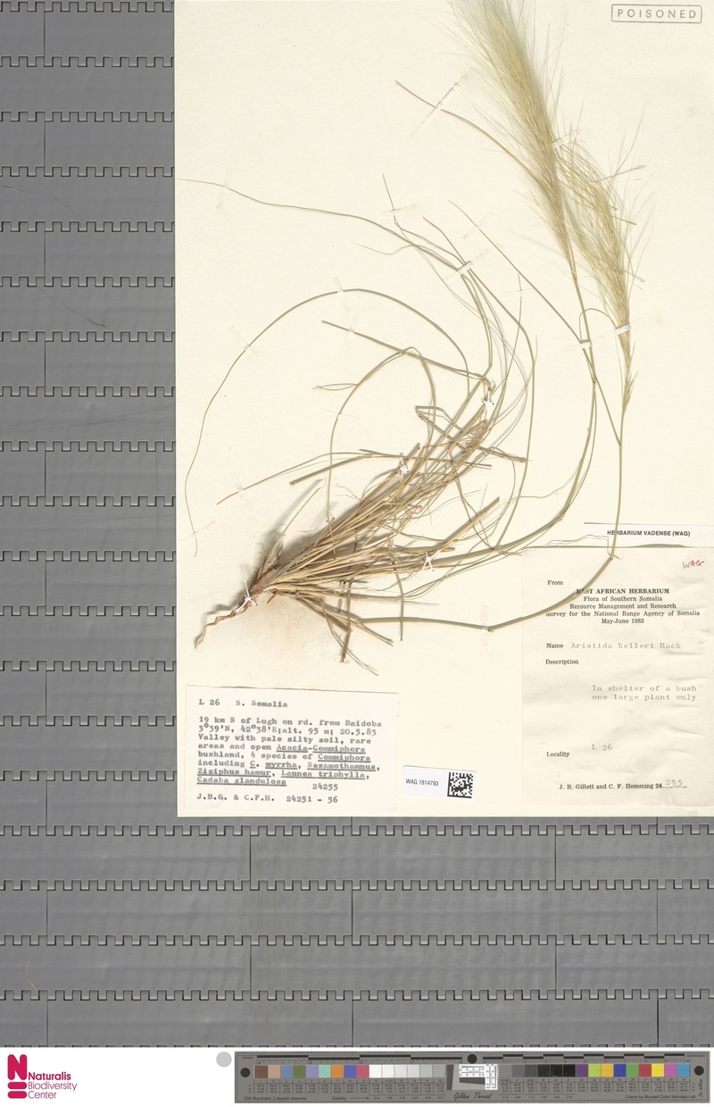 Aristida kelleri photo 2