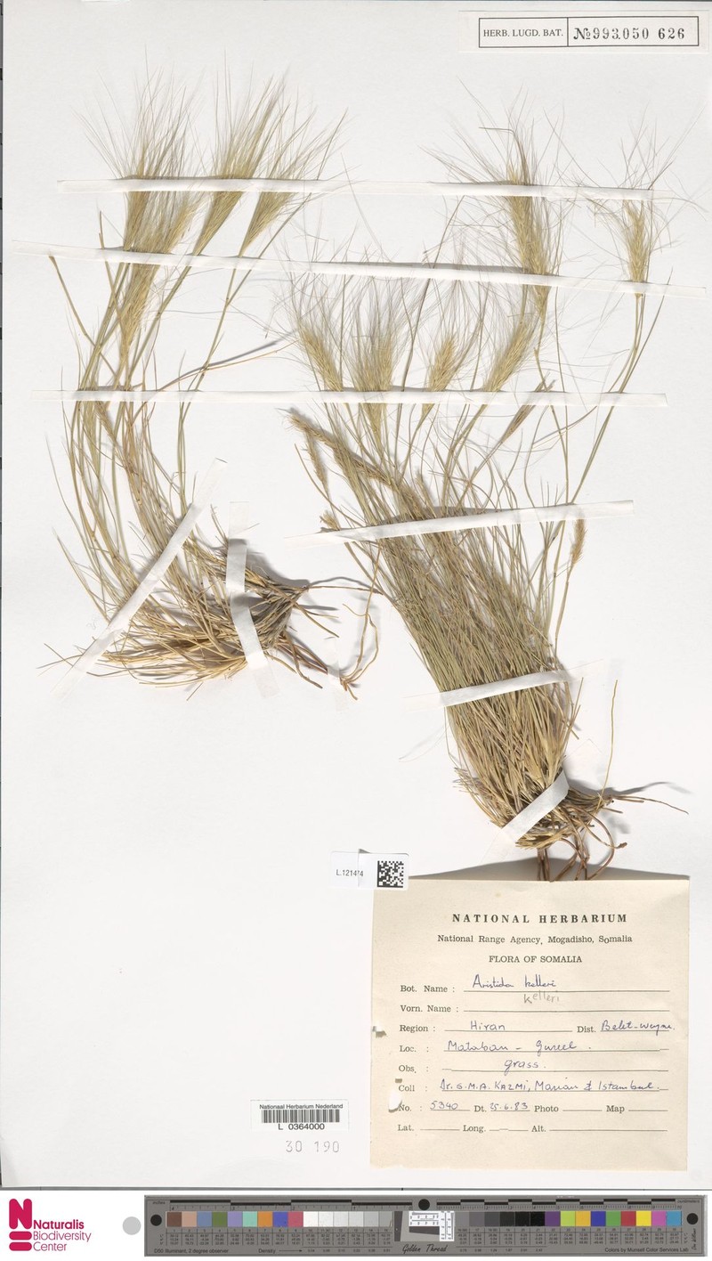 Aristida kelleri photo 3