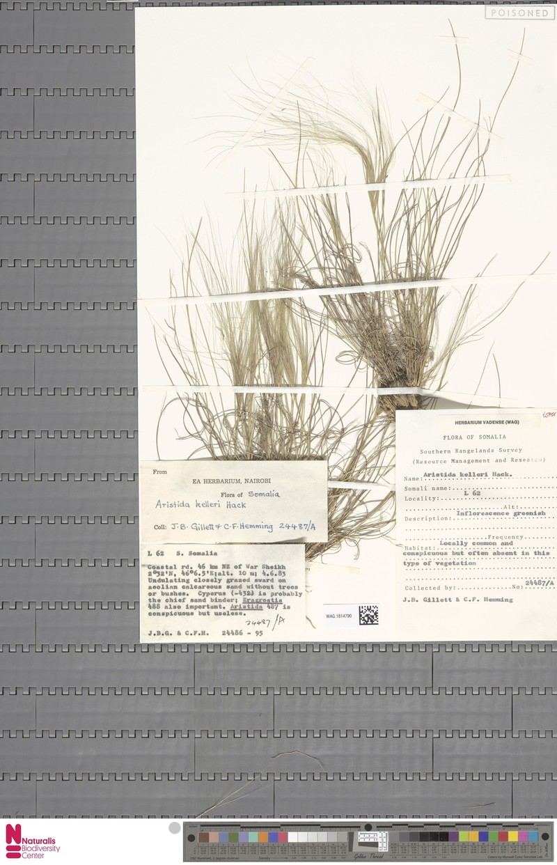 Aristida kelleri photo 4