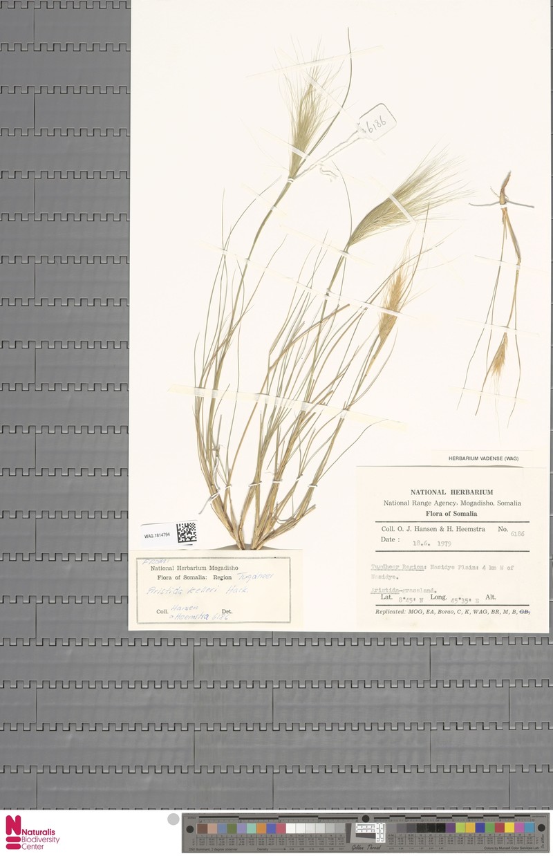 Aristida kelleri photo 5