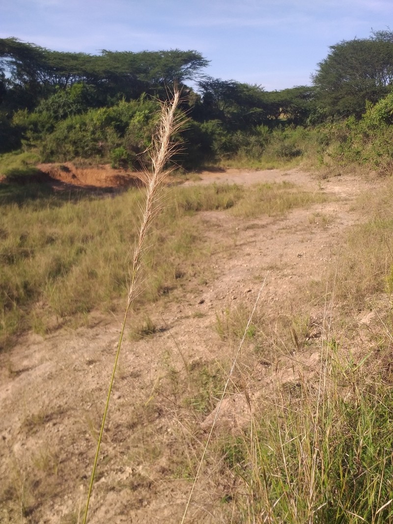 Aristida kenyensis