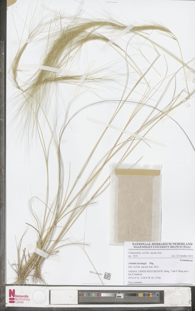 Aristida kerstingii