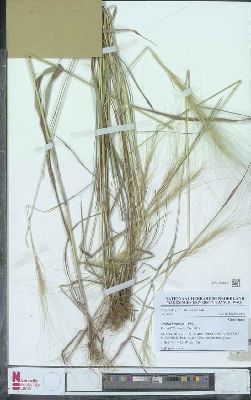 Aristida kerstingii photo 2