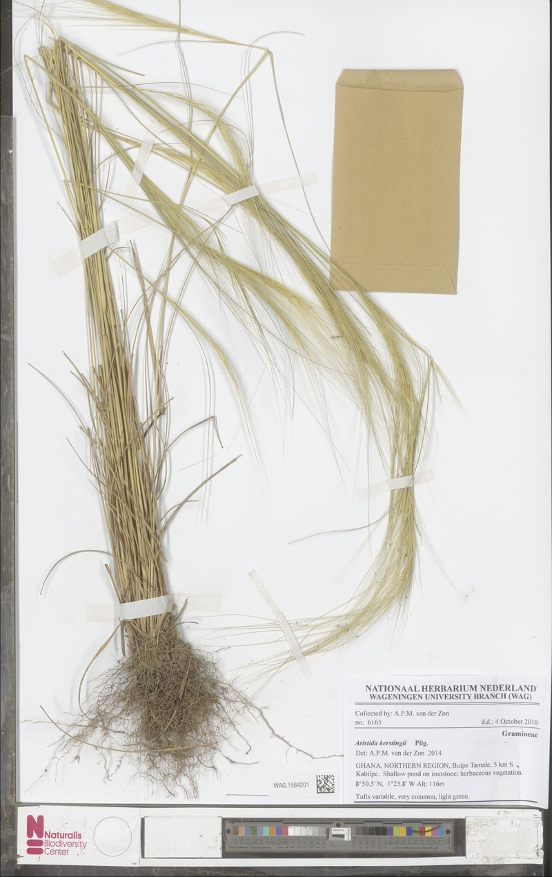 Aristida kerstingii photo 3