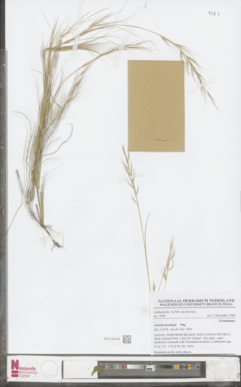 Aristida kerstingii photo 4