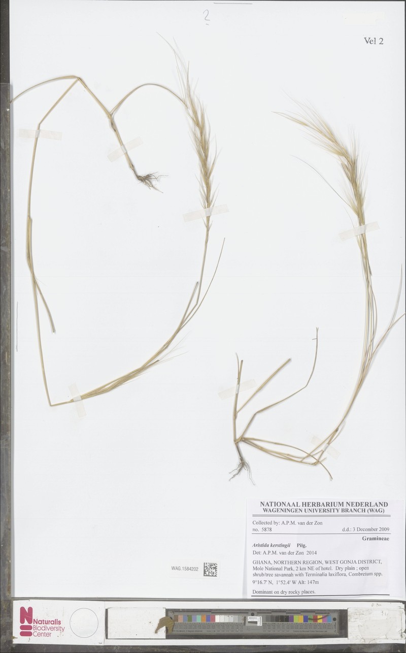 Aristida kerstingii photo 5