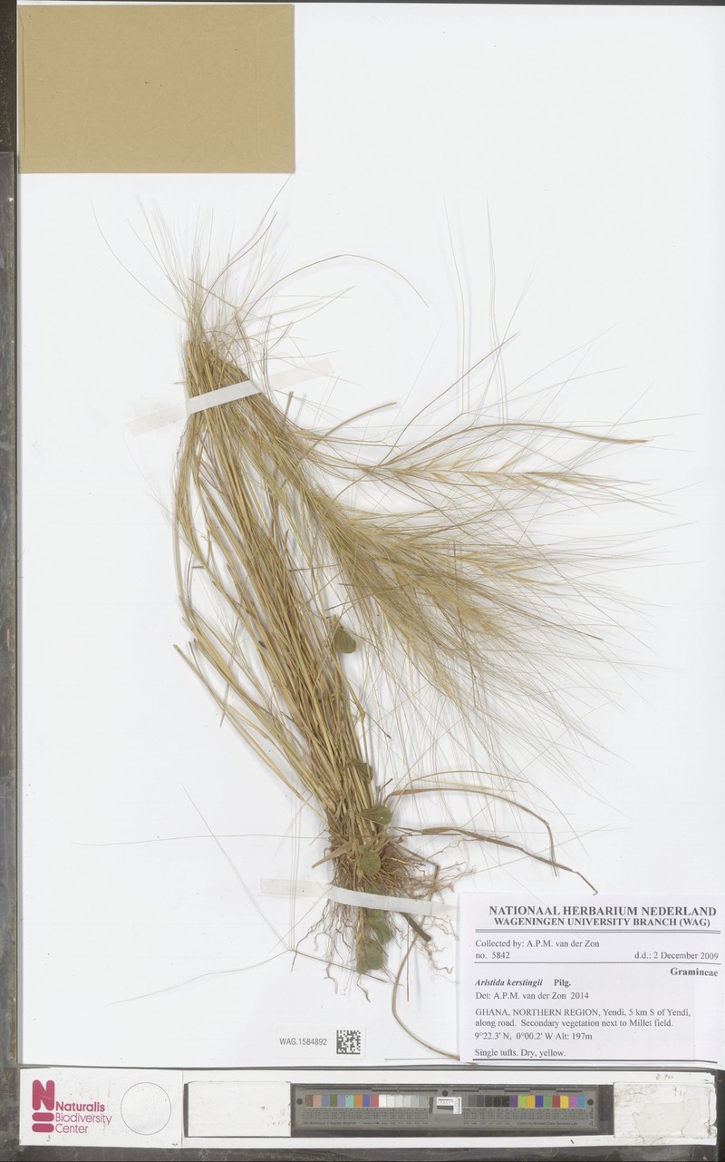 Aristida kerstingii photo 6
