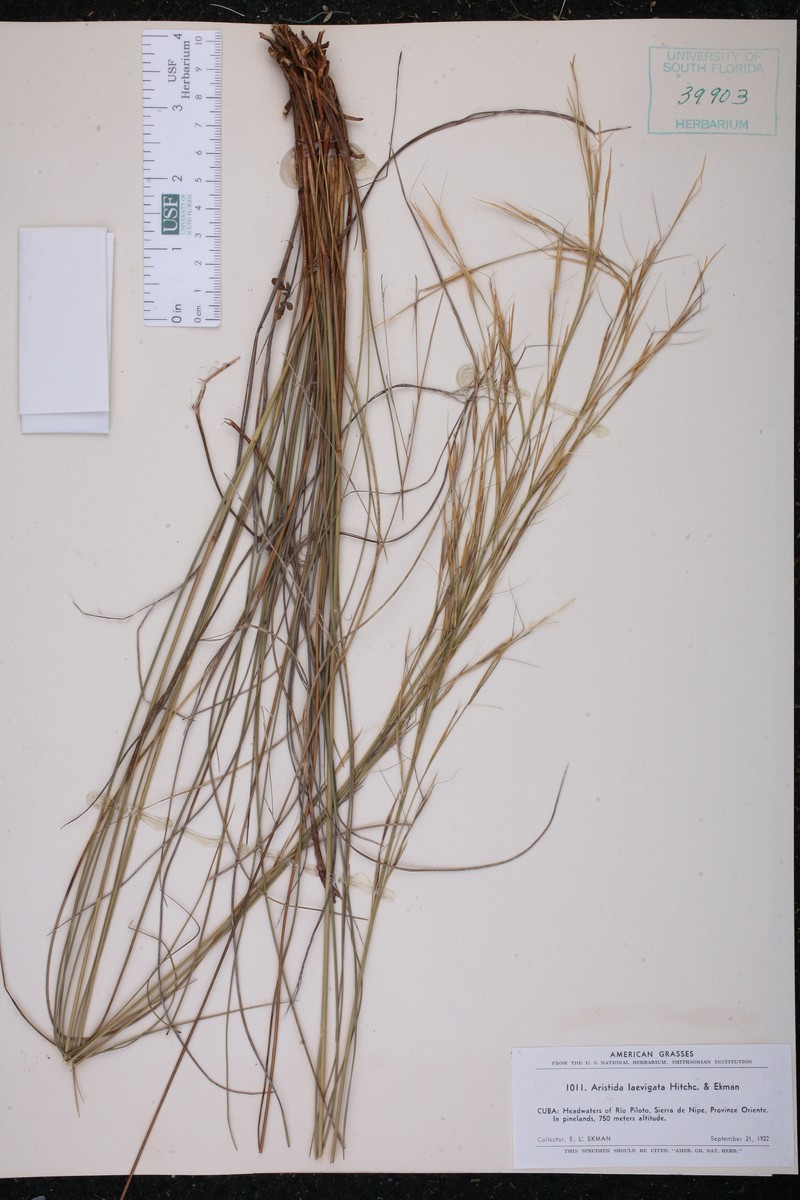Aristida laevigata