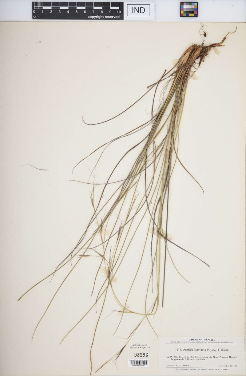 Aristida laevigata photo 2