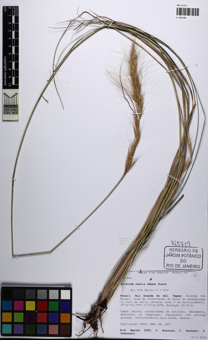 Aristida laevis