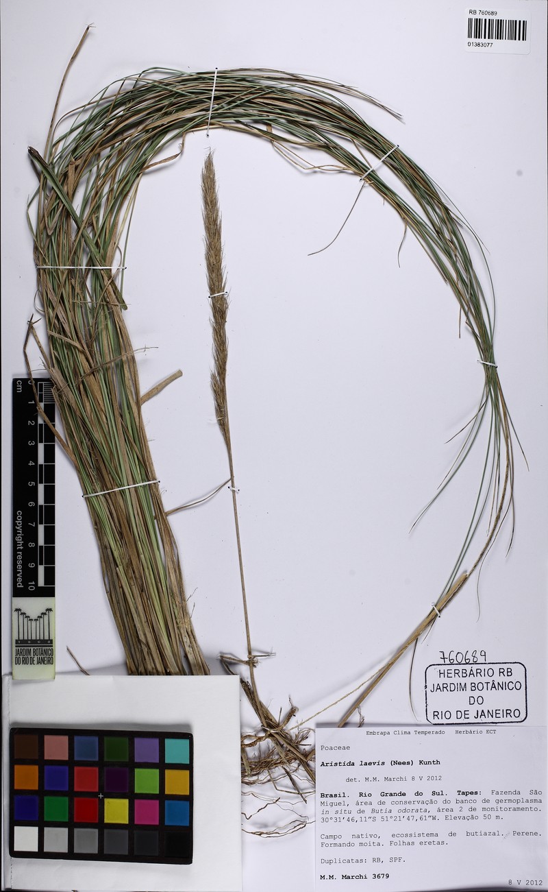 Aristida laevis photo 2