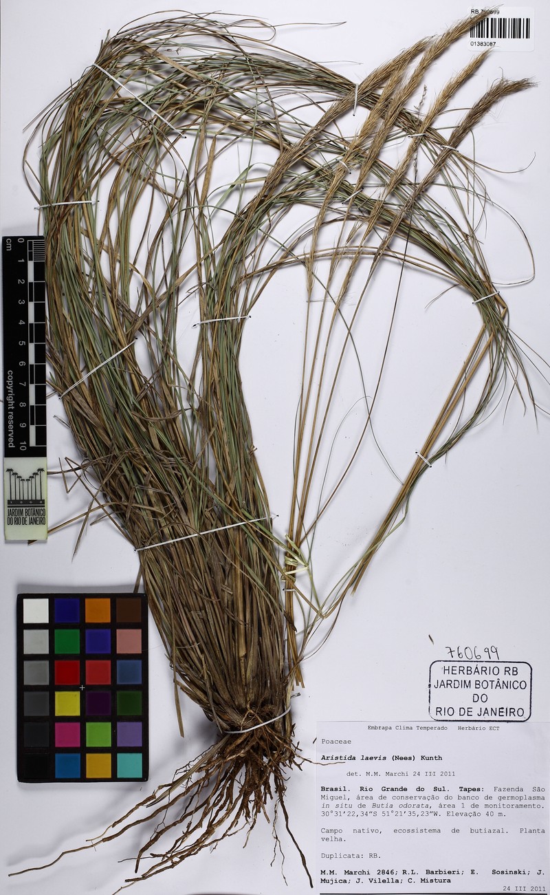 Aristida laevis photo 3