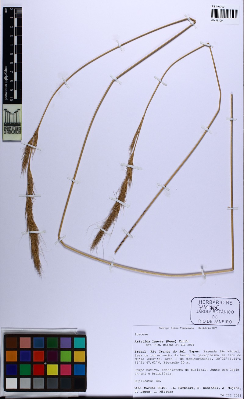 Aristida laevis photo 4