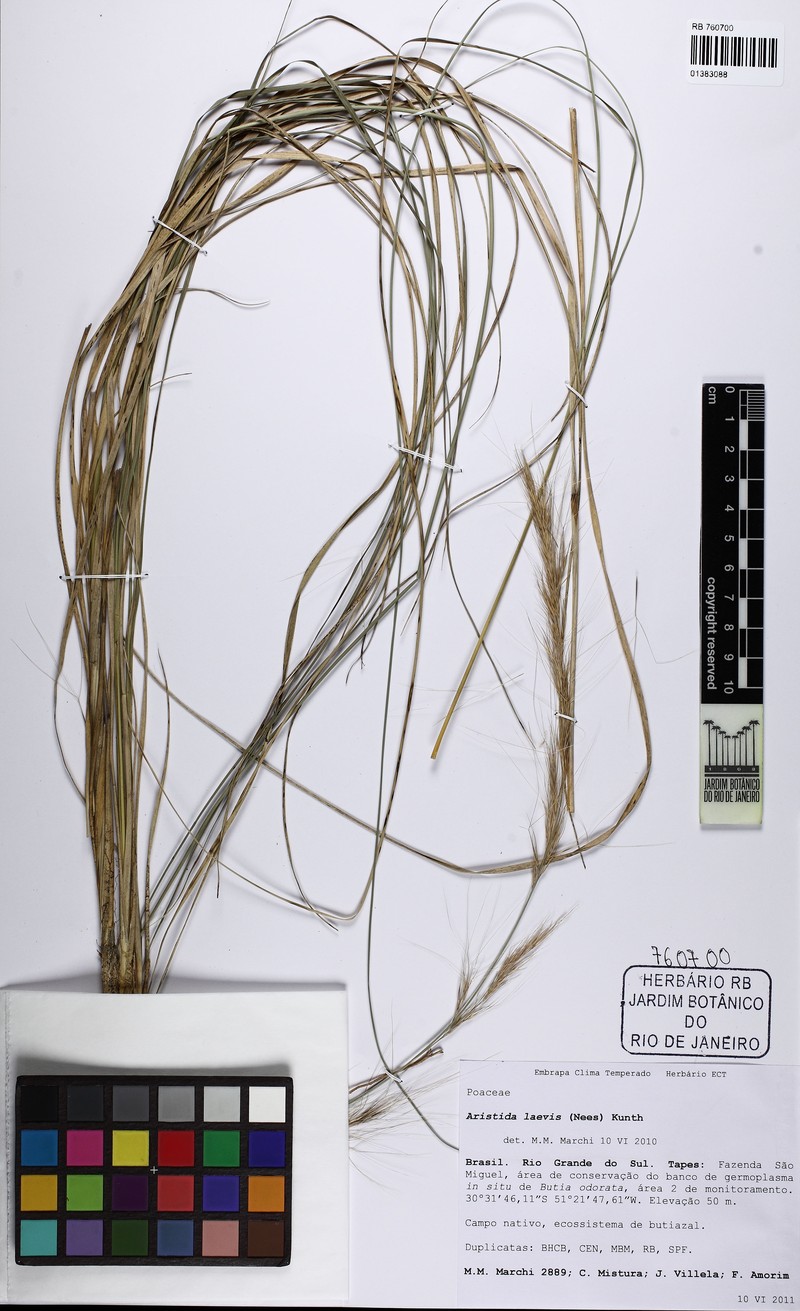 Aristida laevis photo 5
