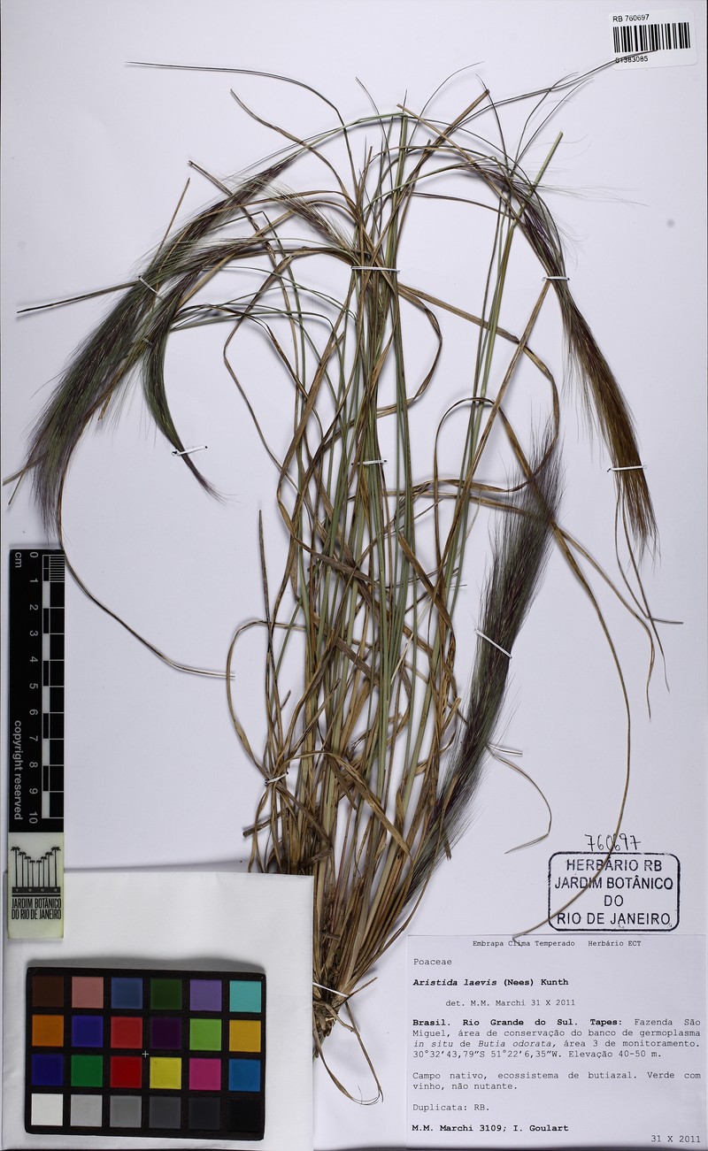 Aristida laevis photo 6