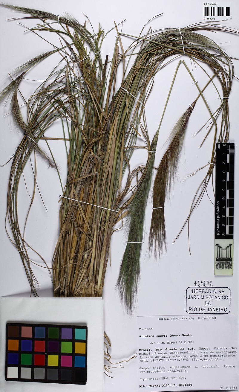 Aristida laevis photo 7