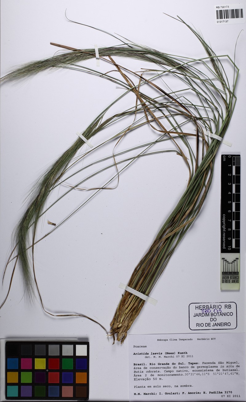 Aristida laevis photo 8