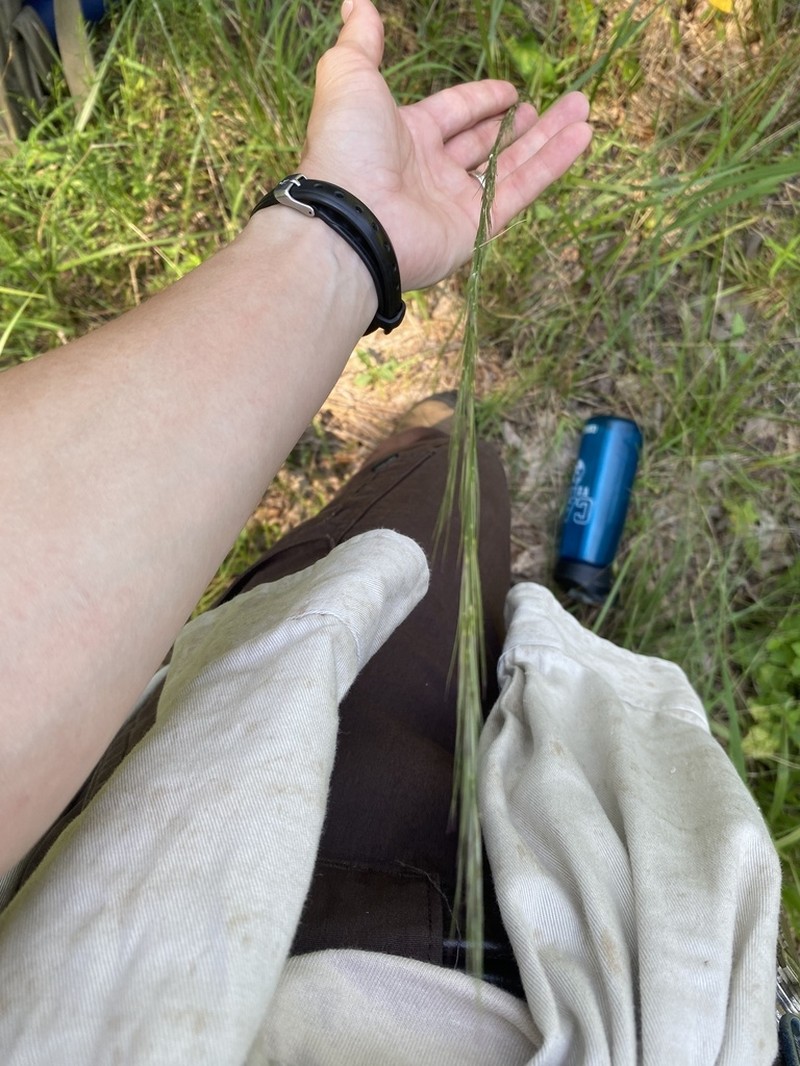 Woollysheath Threeawn photo 8