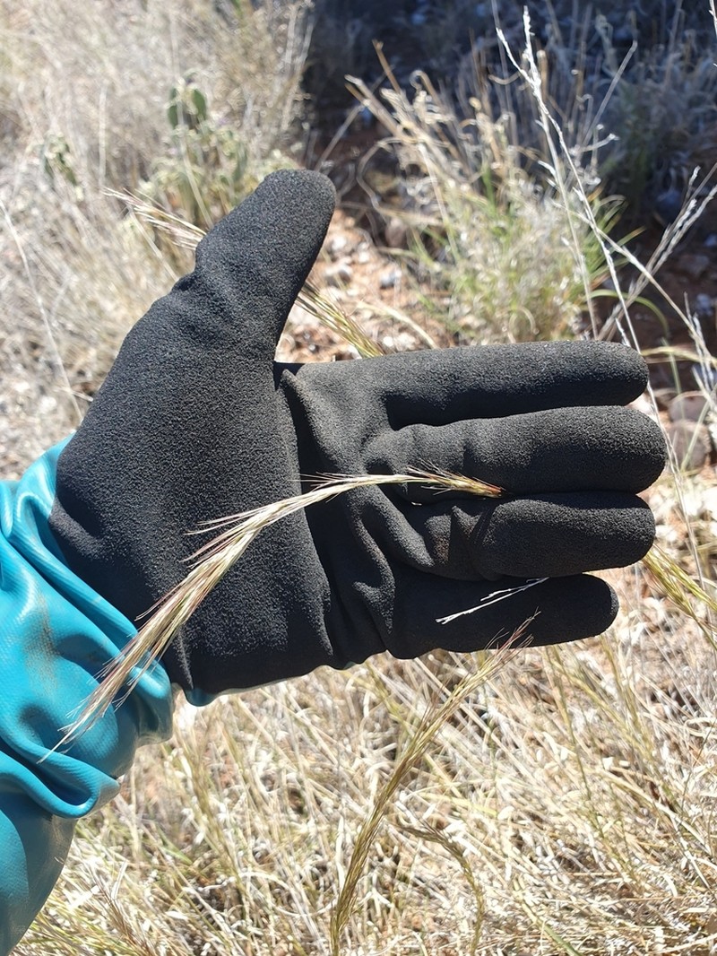 Aristida latifolia