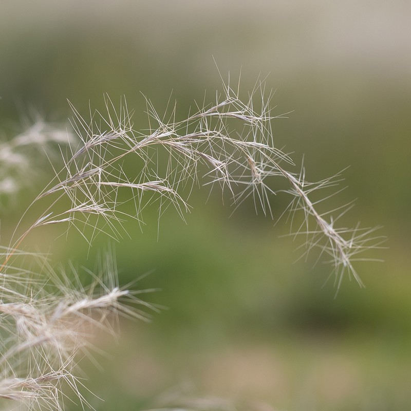 Aristida latifolia photo 2