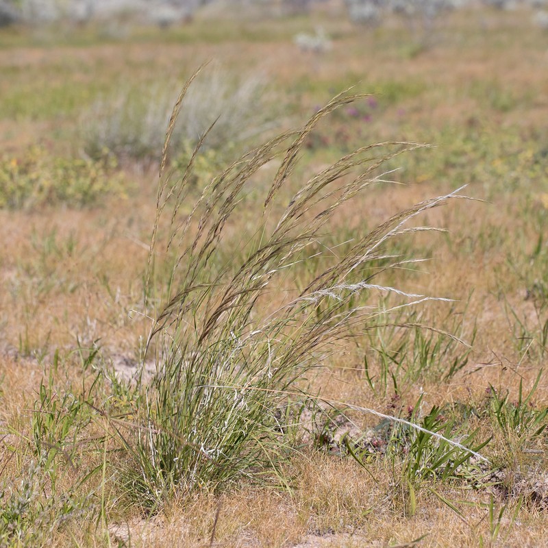 Aristida latifolia photo 3