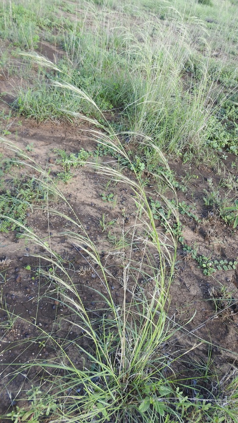 Aristida latifolia photo 4