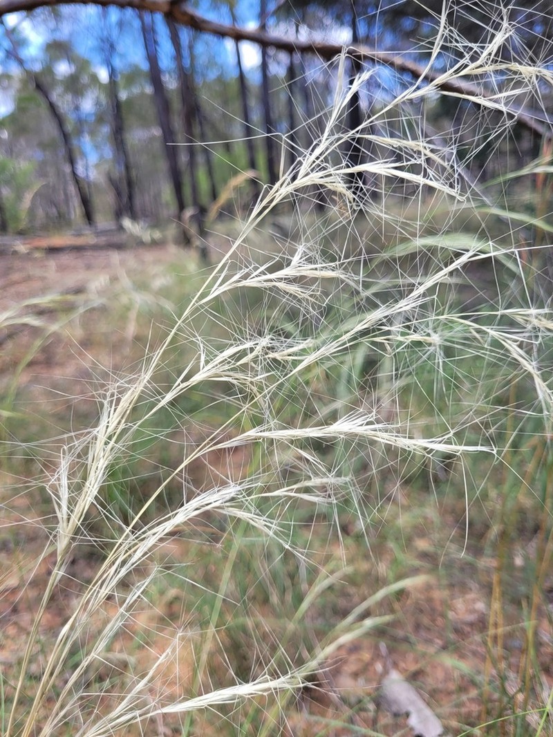 Aristida latifolia photo 5