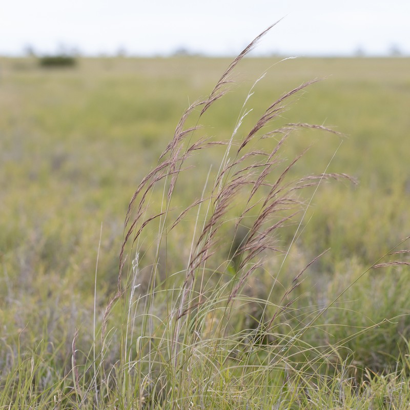 Aristida latifolia photo 6