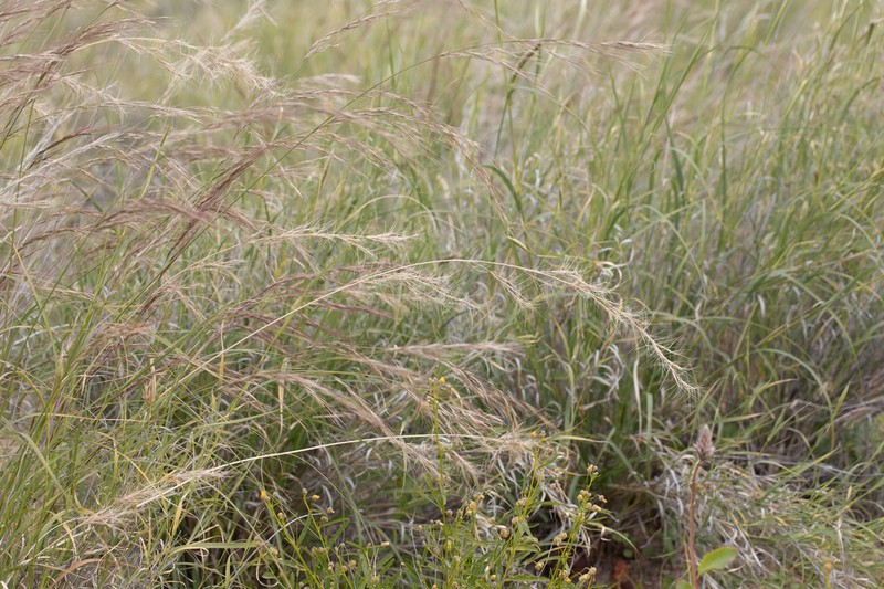 Aristida latifolia photo 7