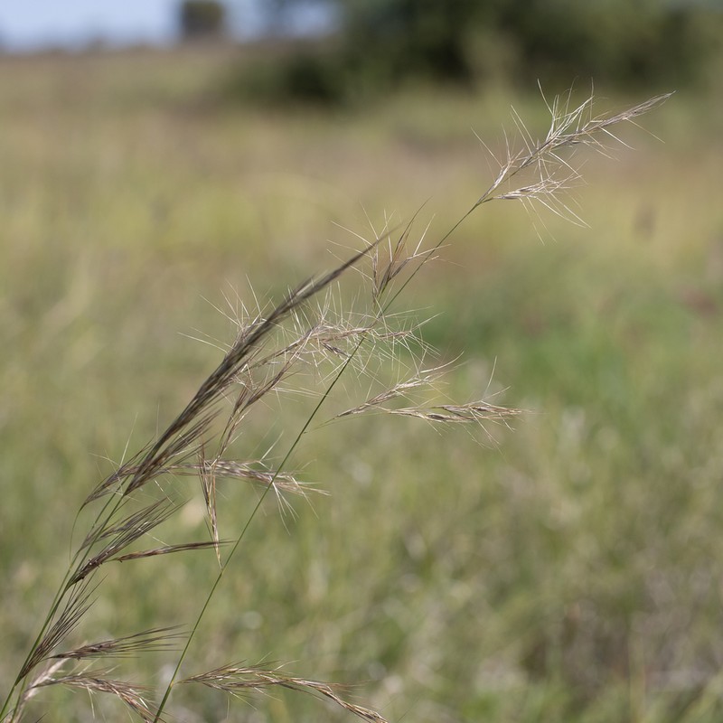 Aristida latifolia photo 8