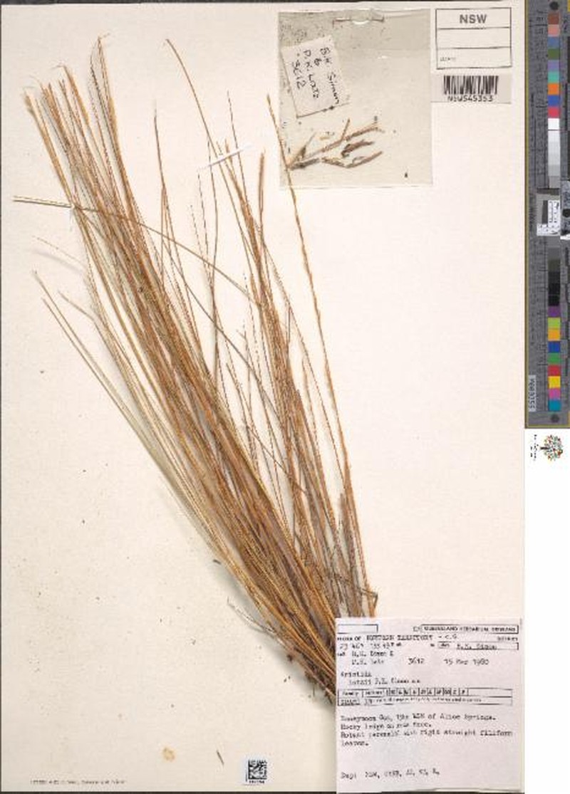 Aristida latzii