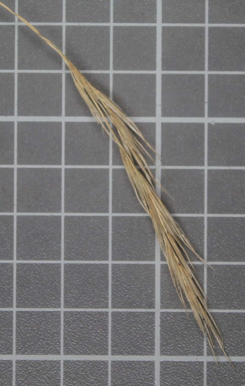 Aristida laxa