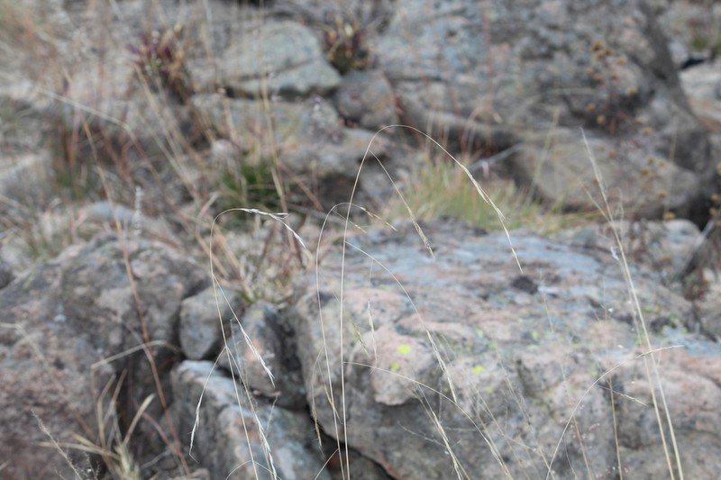 Aristida laxa photo 3