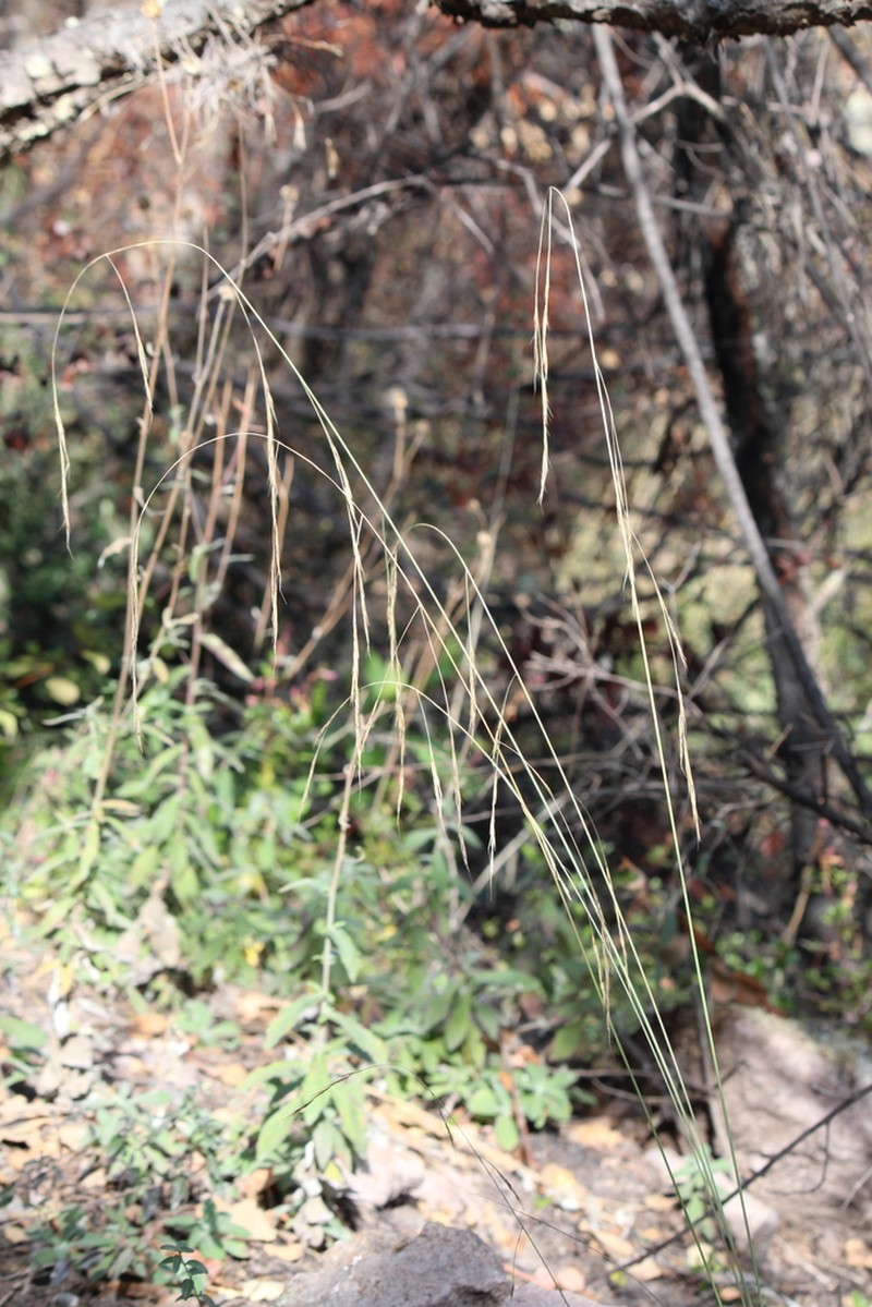 Aristida laxa photo 4