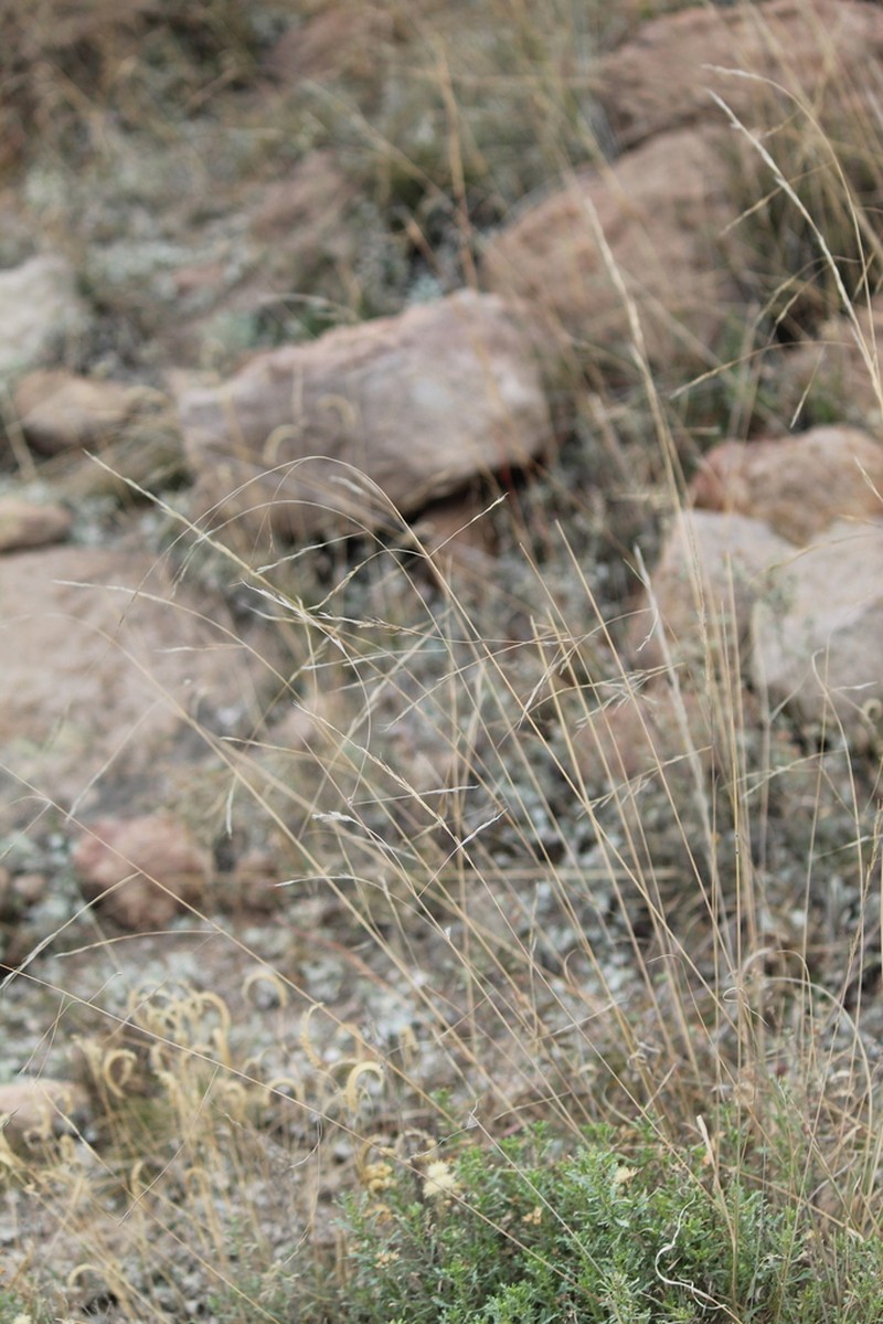 Aristida laxa photo 5